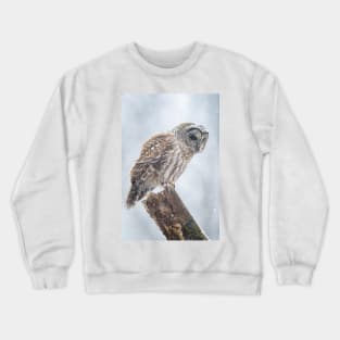 Barred Owl Crewneck Sweatshirt